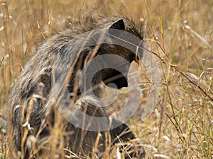 Wildlife photo of a Chacma Baboon Papio ursinus