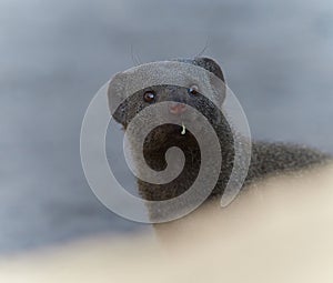 Wildlife photo of a common dwarf mongoose - Helogale parvula