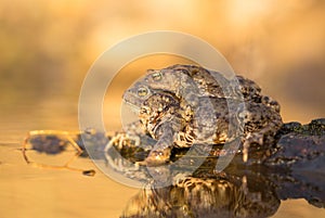 Mating of Common toad Bufo bufo in Czech Republic