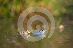 The Common toad Bufo bufo and The Moor frog Rana arvalis in Czech Republic