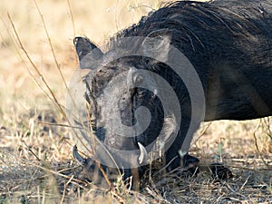 Wildlife photo of a Common Warthog Phacochoerus africanus
