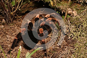 Wildlife photo of Costa Rican Red leg Tarantula, Monteverde