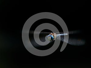 Wildlife photo of the dragonfly Blue-eyed Hawker Aeshna affinis