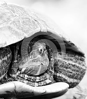 Wildlife photo of a European pond turtle -Emys orbicularis