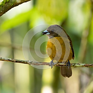 Wildlife photo of a female Passerini`s Tanager Ramphocelus passerinii