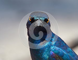 Wildlife photo of a Greater Blue-eared Glossy-Starling - Lamprotornis chalybaeus