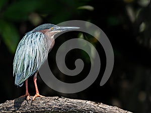 Wildlife photo of a Green heron Butorides virescens