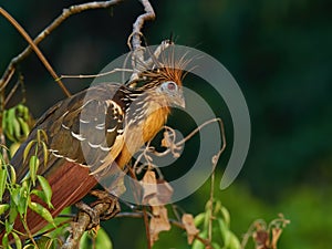 Wildlife photo of a Hoatzin - Opisthocomus hoazin photo