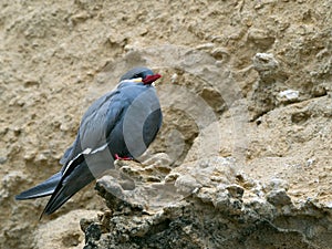 Wildlife photo of an Inca Tern Larosterna inca