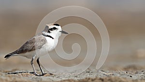 Wildlife photo of a Kentish Plover Charadrius alexandrinus