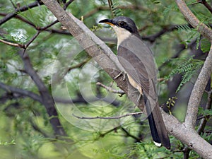 Wildlife photo of a Mangrove cuckoo Coccyzus minor photo