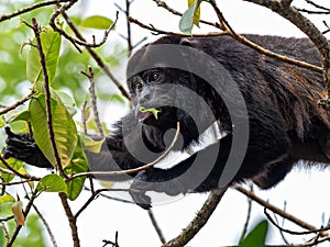 Wildlife photo of a Mantled Howler Monkey Alouatta palliata