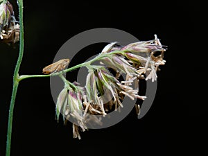 Wildlife photo of a meadow froghopper - Philaenus spumarius