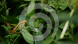 Wildlife photo of a meadow grasshopper Pseudochorthippus parallelus