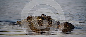 Wildlife photo of a Nile crocodile - Crocodylus niloticus