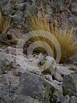 Wildlife photo of a northern viscacha - Lagidium peruanum photo
