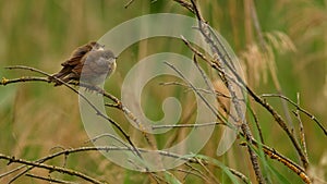 Wildlife photo of a pair of juvenil Blackcap Sylvia atricapilla photo