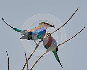 Wildlife photo of a pair of Lilac-breasted Roller - Coracias caudatus