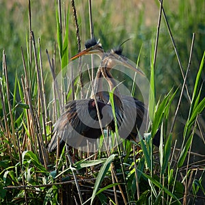 Wildlife photo of a pair of Purple Heron - Ardea purpurea