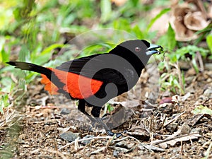 Wildlife photo of a Passerini`s Tanager Ramphocelus passerinii