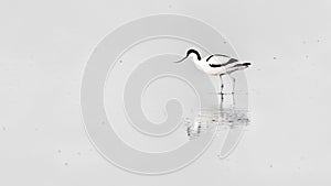 Wildlife photo of a Pied Avocet Recurvirostra avosetta