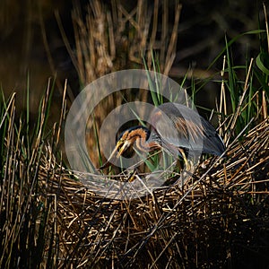 Wildlife photo of a Purple Heron - Ardea purpurea