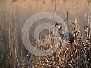 Wildlife photo of a Purple Heron Ardea purpurea