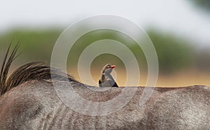 Wildlife photo of a Red-billed Oxpecker Buphagus erythrorynchus