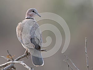 Wildlife photo of a ring-necked dove Streptopelia capicola