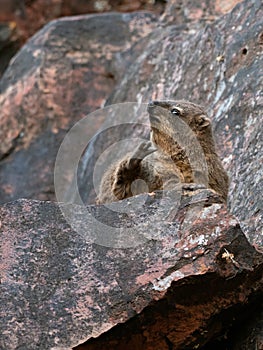 Wildlife photo of a Rock Hyrax Procavia capensis, Namibia