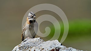Wildlife photo of a Rufous-collared Sparrow Zonotrichia capensis