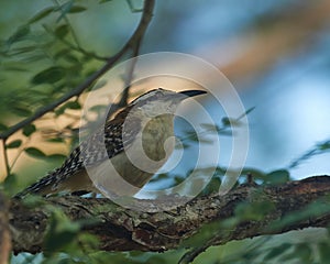 Wildlife photo of an Rufous-naped Wren Campylorhynchus rufinucha