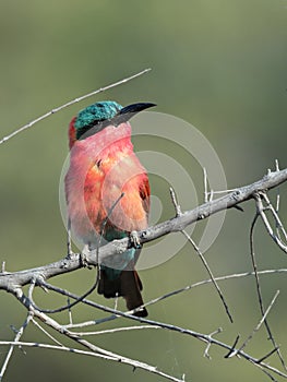 Wildlife photo of a Southern Carmine Bee-eater Merops nubicoides