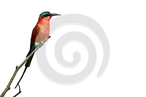 Wildlife photo of a Southern Carmine Bee-eater Merops nubicoides
