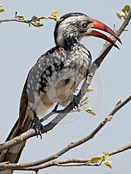 Wildlife photo of a Southern Red-billed Hornbill Tockus rufirostris