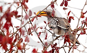 Wildlife photo of a Southern Yellow-billed Hornbill Tockus leucomelas