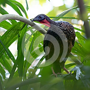 Wildlife photo of a Spix`s Guan Penelope jacquacu