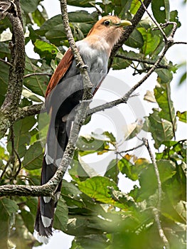 Wildlife photo of a Squirrel Cockoo Piaya cayana