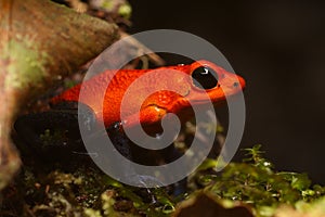 Wildlife photo of Strawberry Poison Frog Oophaga pumilio