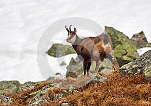 Tatra chamois Rupicapra rupicapra tatrica