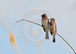 Wildlife photo of two Dark-capped Bulbul - Pycnonotus tricolor