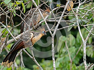 Wildlife photo of two Hoatzins Opisthocomus hoazin photo