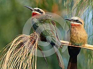 Wildlife photo of two White-fronted Bee-eater - Merops bullockoides
