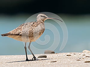 Wildlife photo of a Whimbrel Numenius phaeopus