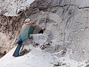 Wildlife photo of a White-fronted Bee-eater Merops bullockoides