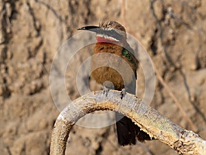 Wildlife photo of a White-fronted Bee-eater Merops bullockoides