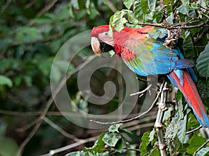 Wildlife photo of a wild Red-and-green Macaw Ara chloropterus