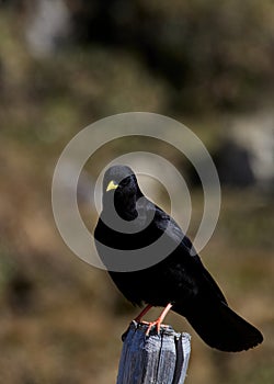 Wildlife photo of a Yellow-billed Chough - Pyrrhocorax graculus