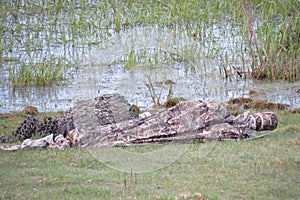 Wildlife photographer in full camouflage, taking close-up shots of birds in their natural habitat