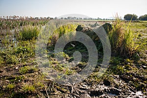 Wildlife photographer hiding in a hide from camouflage netting in summer nature.